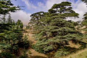 lebanese-consulate-calgary-lebanon-cedar-tree